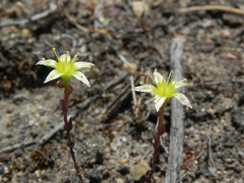 Dudleya variegata