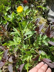 Ranunculus hispidus caricetorum