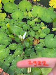Nymphaea lotus