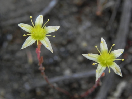 Dudleya variegata