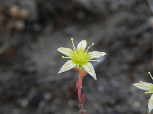 Dudleya variegata