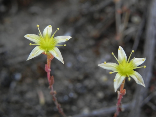 Dudleya variegata