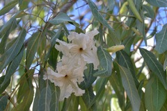 Stereospermum variabile