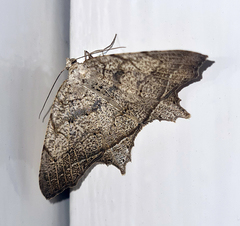 Oxymacaria temeraria