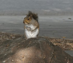 Sciurus carolinensis