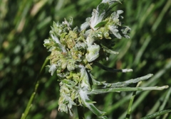 Eriophyes lepidosparti