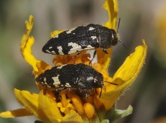 Acmaeodera vernalis