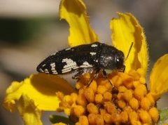Acmaeodera vernalis