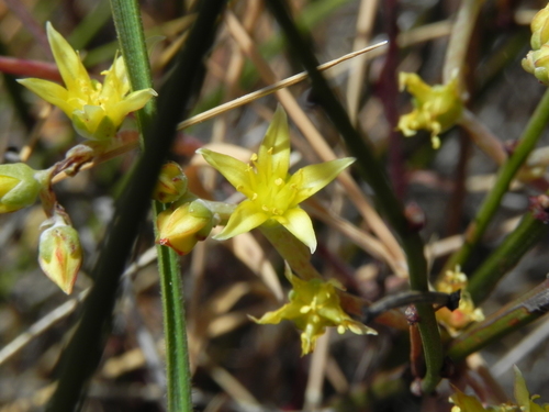 Image of Dudleya variegata by (c) James C. Davis, some rights reserved (CC BY-SA)