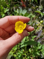 Ranunculus hispidus caricetorum