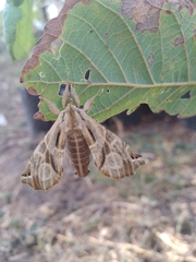 Apatelodes pudefacta