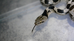 Telescopus fallax fallax