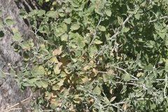 Brickellia desertorum