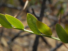 Lathyrus vestitus alefeldii