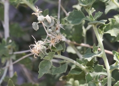 Brickellia desertorum