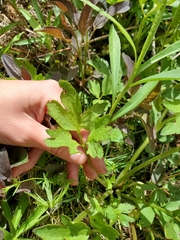 Ranunculus hispidus caricetorum