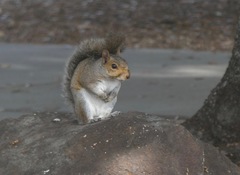 Sciurus carolinensis
