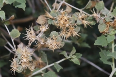 Brickellia desertorum