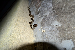 Telescopus fallax fallax