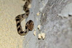 Telescopus fallax fallax