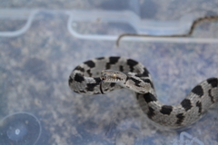 Telescopus fallax fallax