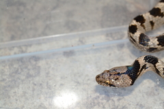 Telescopus fallax fallax