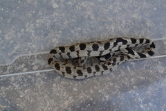 Telescopus fallax fallax