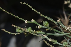 Stillingia linearifolia