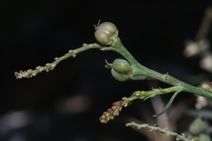 Stillingia linearifolia