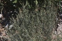 Stillingia linearifolia