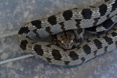 Telescopus fallax fallax