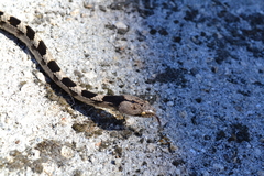 Telescopus fallax fallax