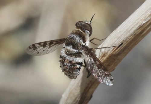 Lepidanthrax disjunctus