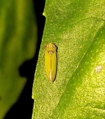 Bucephalogonia xanthophis