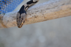 Telescopus fallax fallax