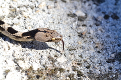 Telescopus fallax fallax