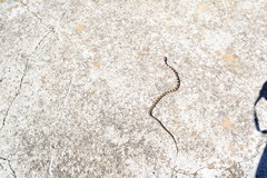 Telescopus fallax fallax