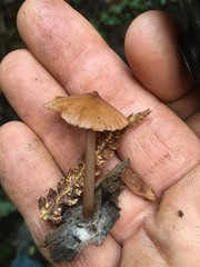 Entoloma aromaticum