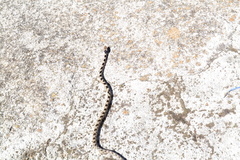 Telescopus fallax fallax