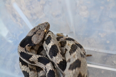 Telescopus fallax fallax