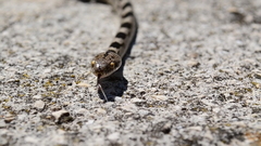 Telescopus fallax fallax