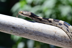 Telescopus fallax fallax