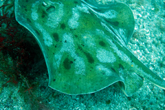 Urobatis maculatus