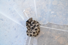 Telescopus fallax fallax