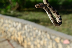 Telescopus fallax fallax