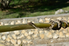 Telescopus fallax fallax