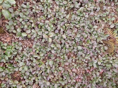 Gaultheria pyroloides