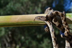 Telescopus fallax fallax