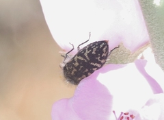 Acmaeodera labyrinthica
