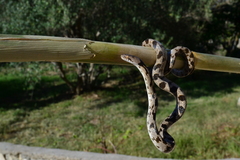 Telescopus fallax fallax